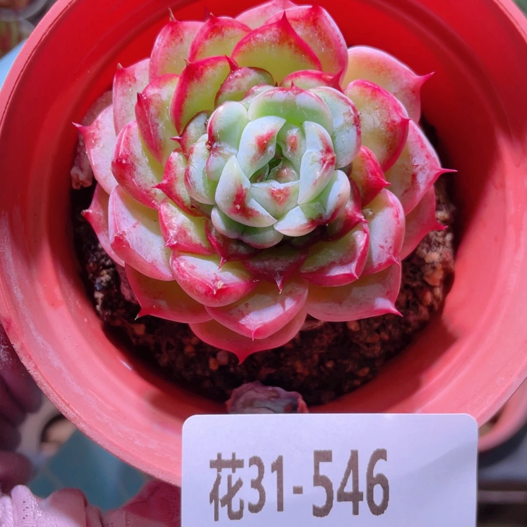 花利美31-546天鹅绒