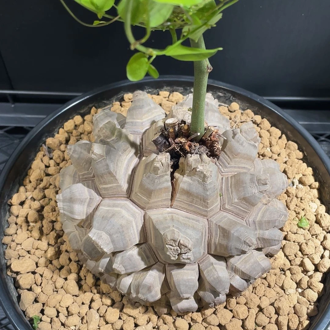 18.6公分剑甲龟甲龙