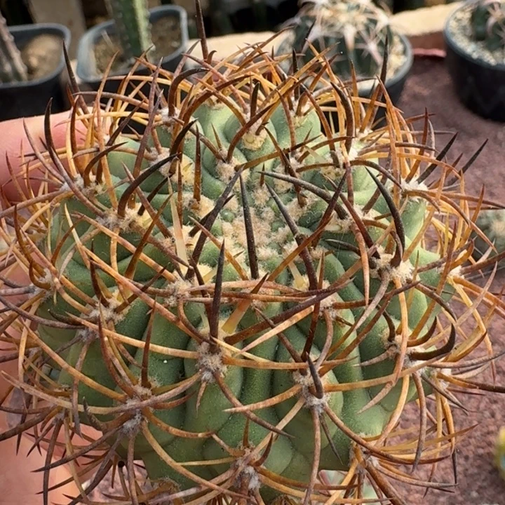 沙丁鱼无根6666666