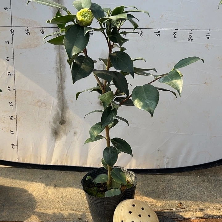 大部分花苞少量开放，绿可娜