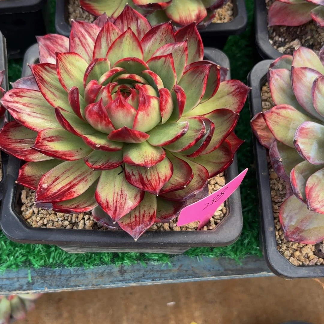 原***名哈哈宝贝宝贝不好吧哈哈好久好久