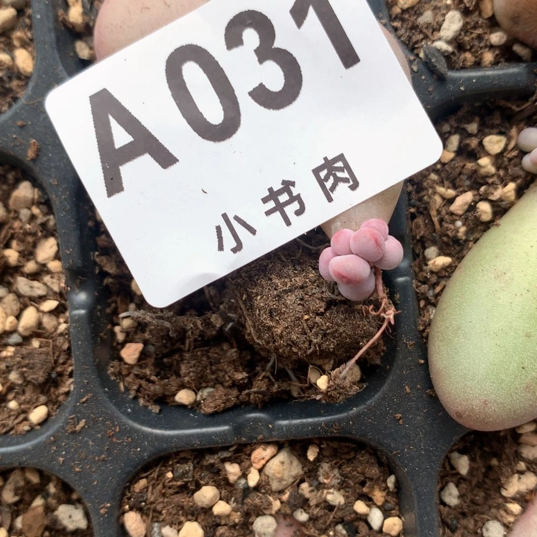 ?****萌031 米可奶酪多肉米可