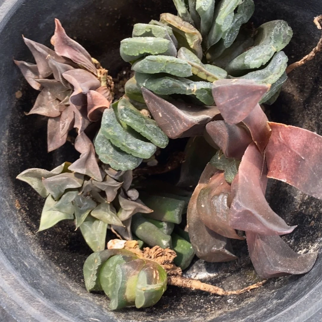 1026 一组福利。