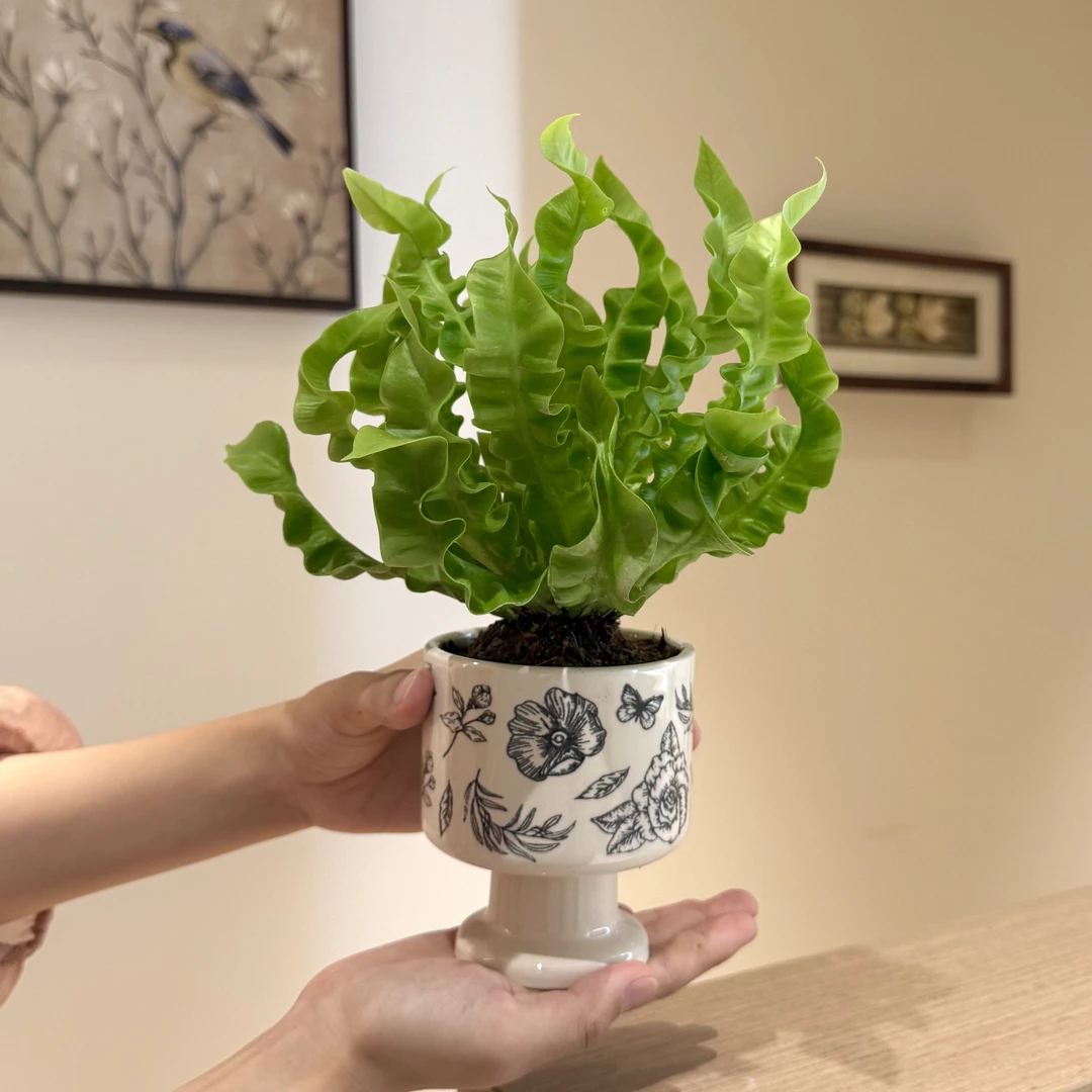 火焰鸟巢蕨盆栽盆景室内客厅办公室桌面净化空气观叶趣味花卉绿植