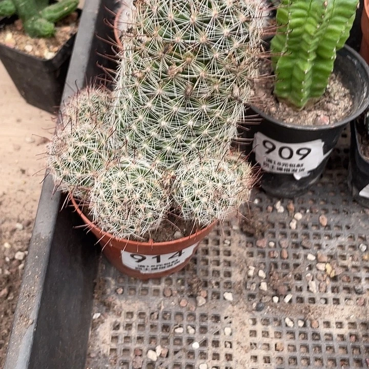 914福神丸仙人球植物