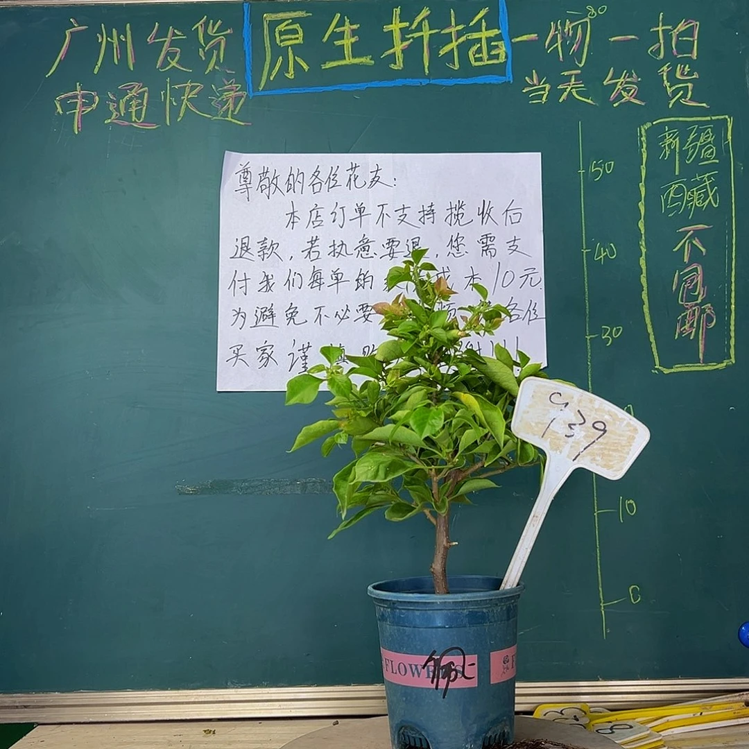 当前无花栽培后可以开花粗杆 佩德罗939