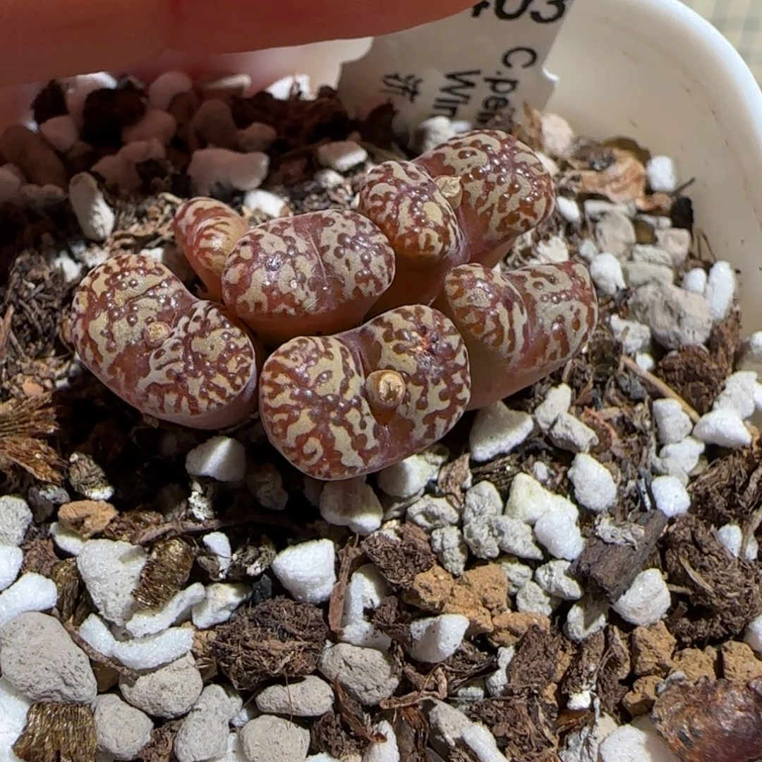 肉锥多肉植物组合-勋章1265