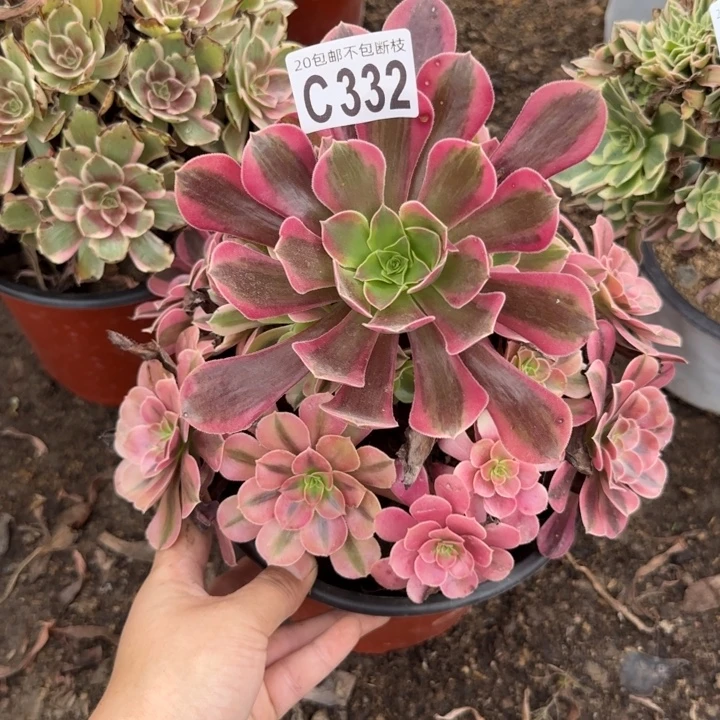 美杜……多肉植物……