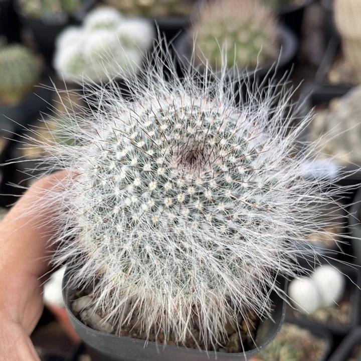 仙人球一物一拍实生