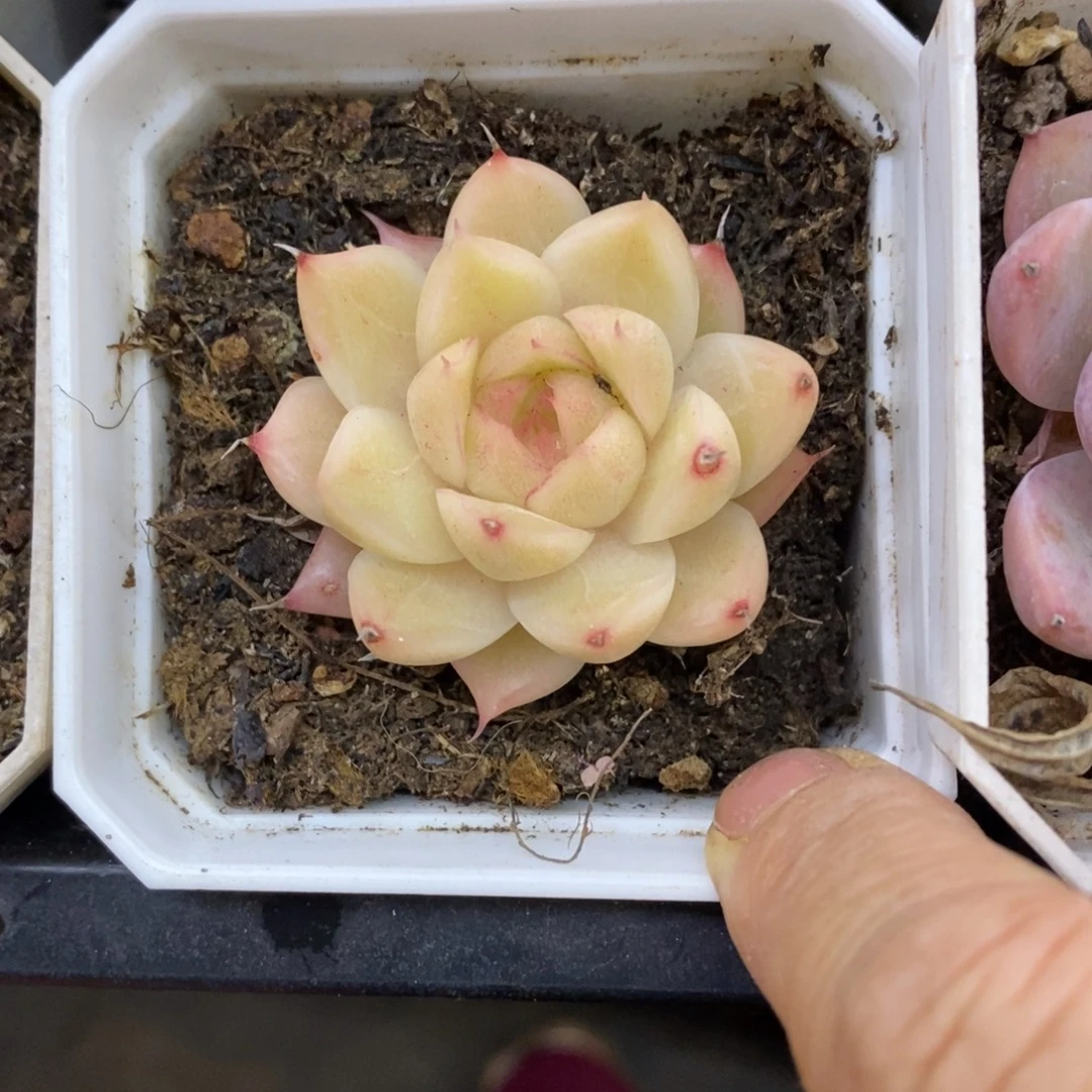 精品多肉一物一拍不包整242