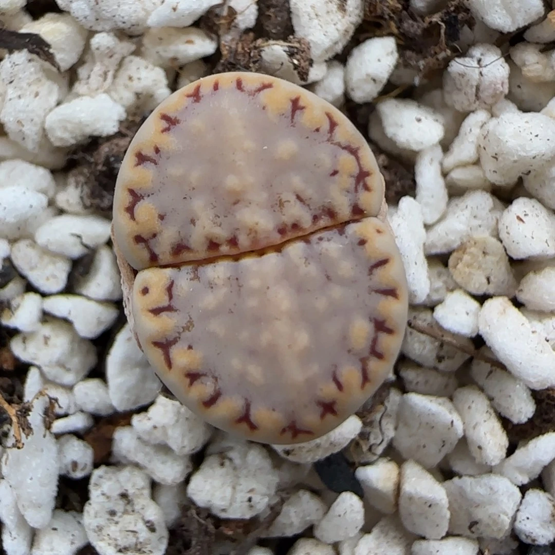 6.3。.6饼干。9075