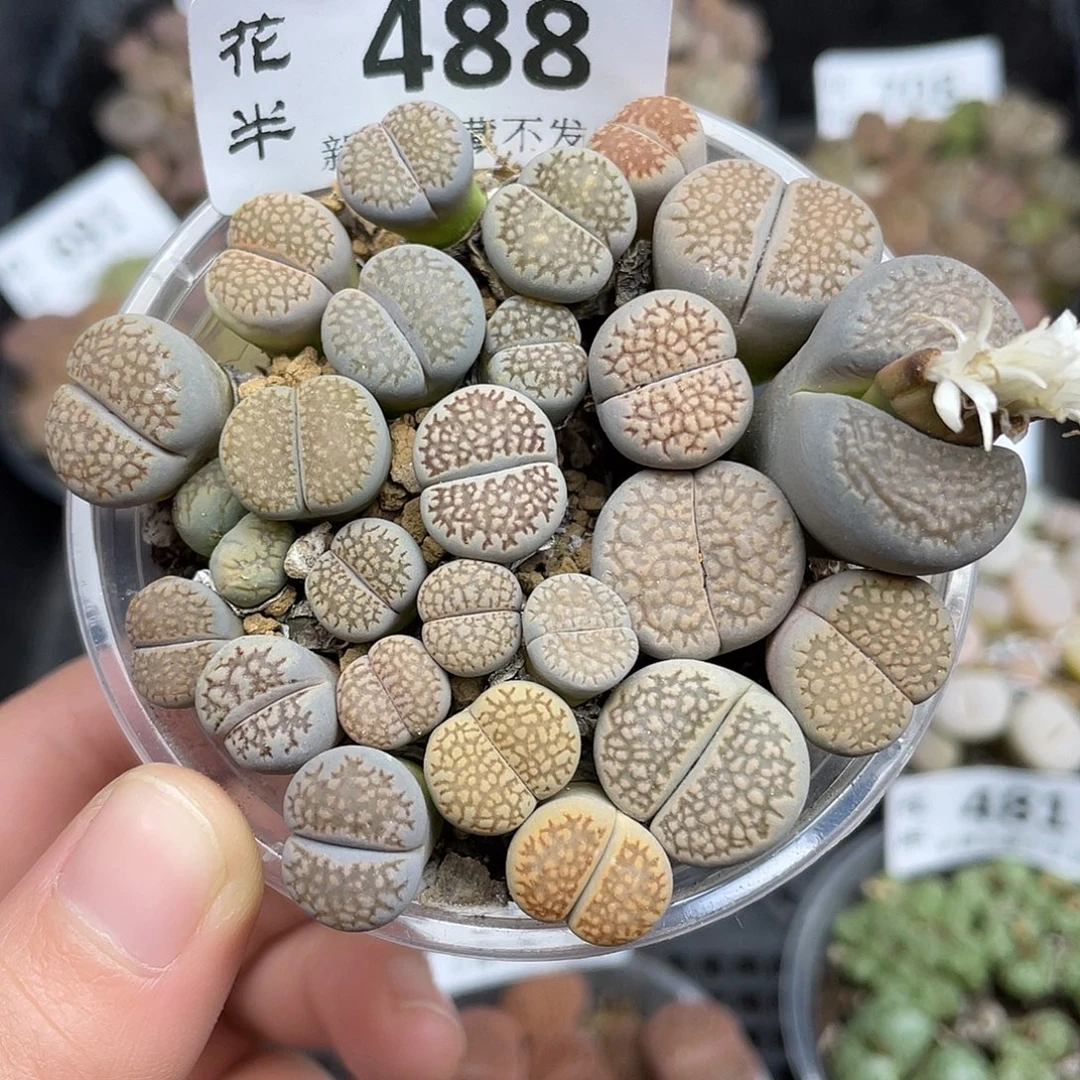 488000000花花花花花花