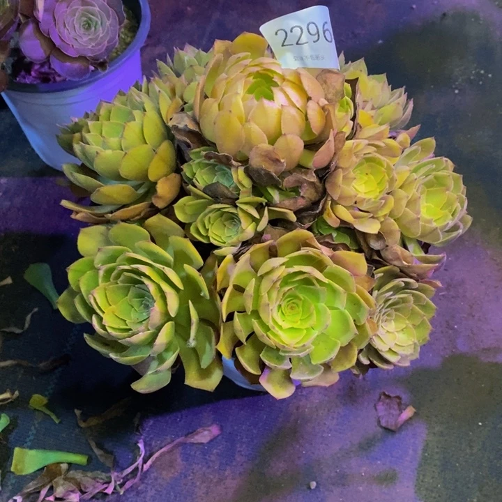 桃花石多肉断头不包2296
