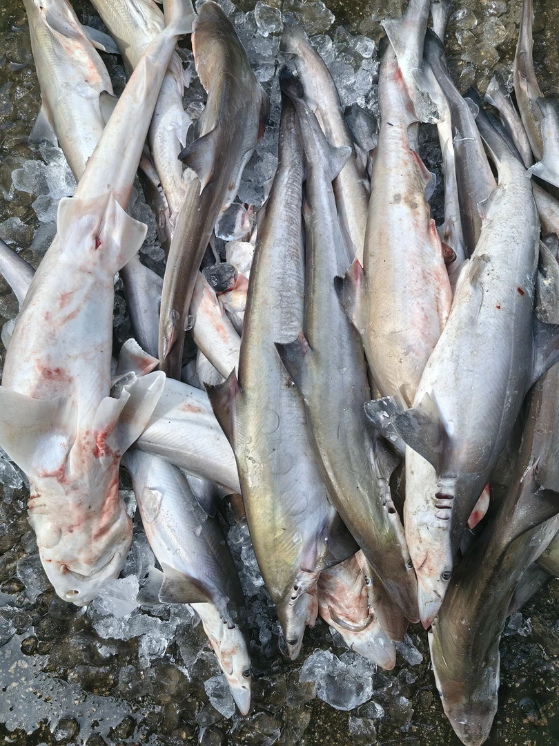 【默认帮杀】野生鲨鱼  到手4.2斤