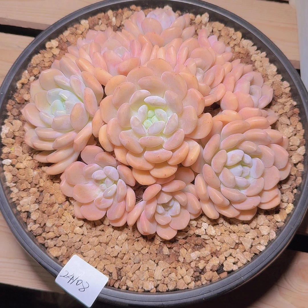 24108冰城多肉植物