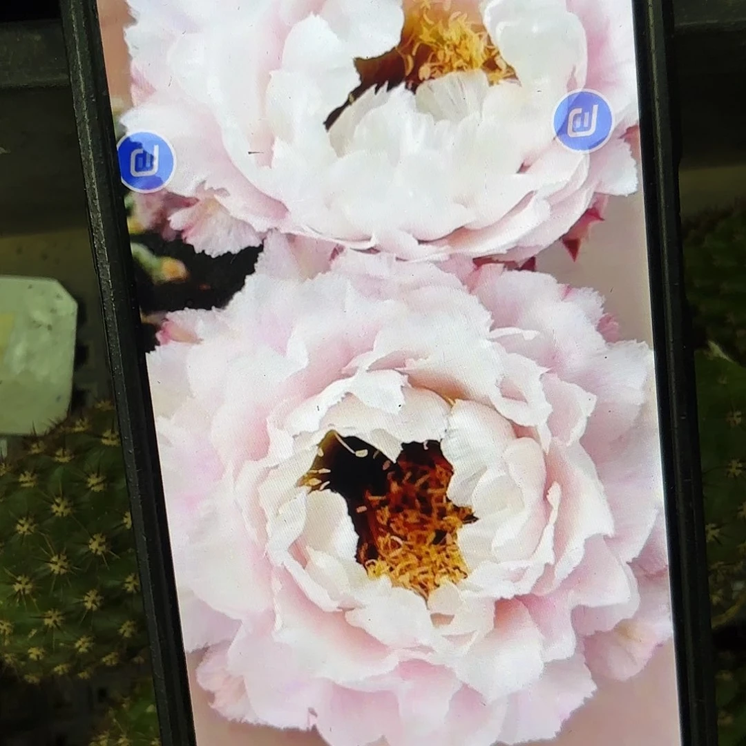 黑美人彩侧牙20包邮仙人球8