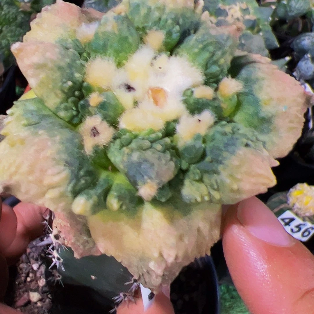 无花朵福利哥怒锦429