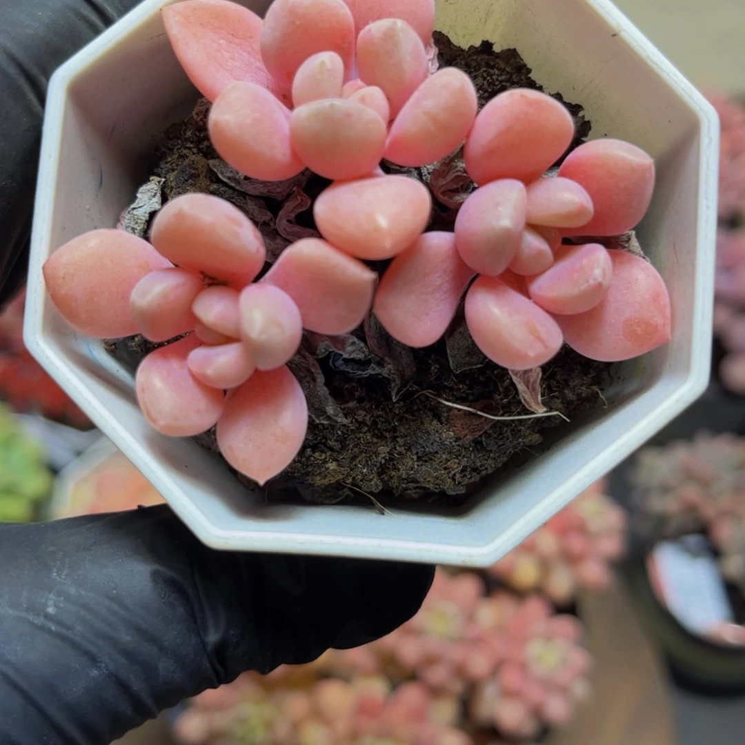 365粉桃花6厘米多肉