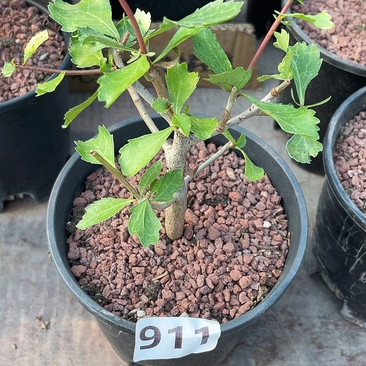 921怀特没药橄榄，