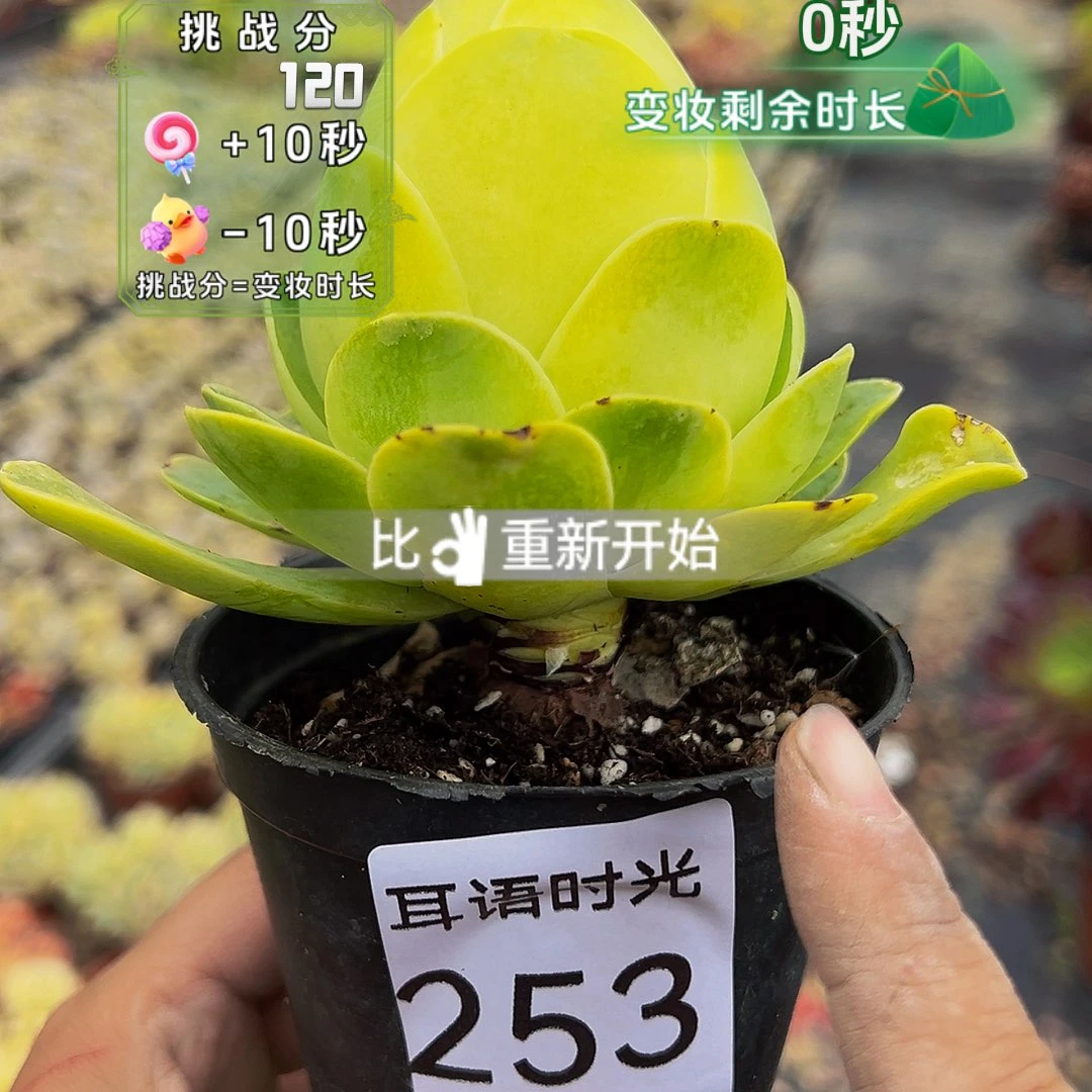 253，玫瑰，带盆带土发货