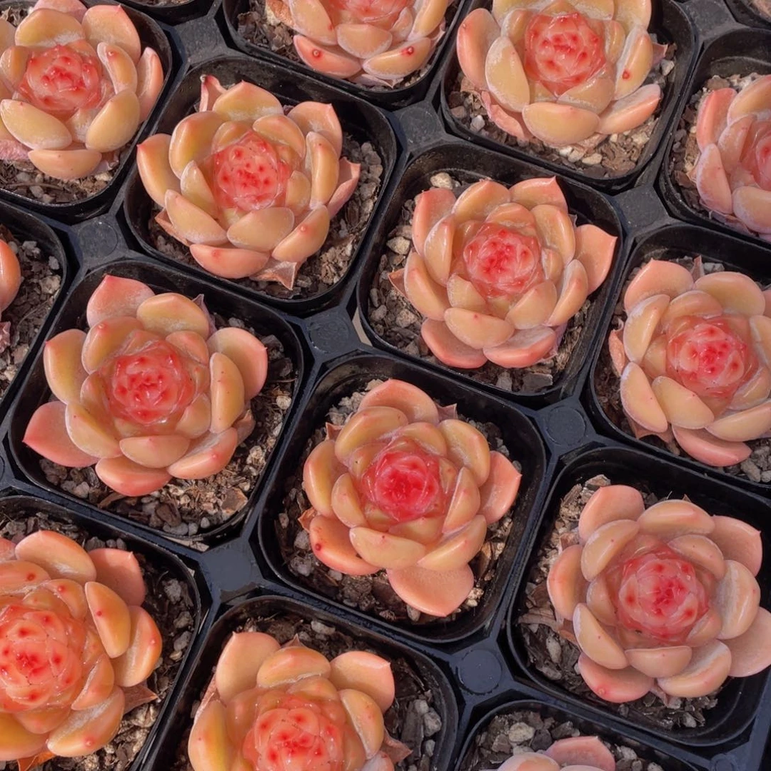 1268号 果冻西柚公主单头一个