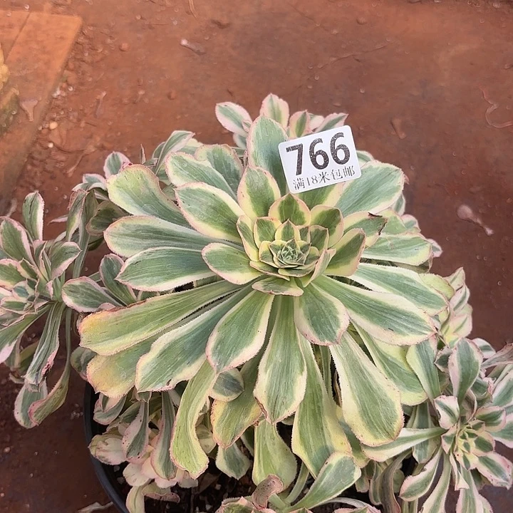 766保时捷掌心多肉法师锦不包侧枝断枝