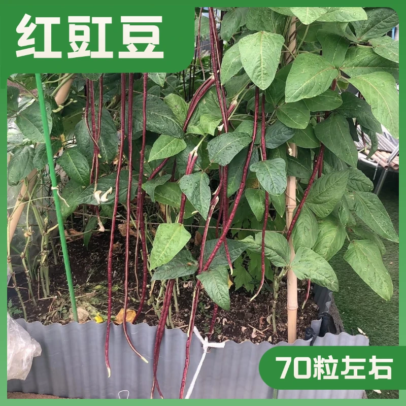 春秋红长豇豆种子长度约80厘米左右红豇豆长豆角种籽全国春秋种植