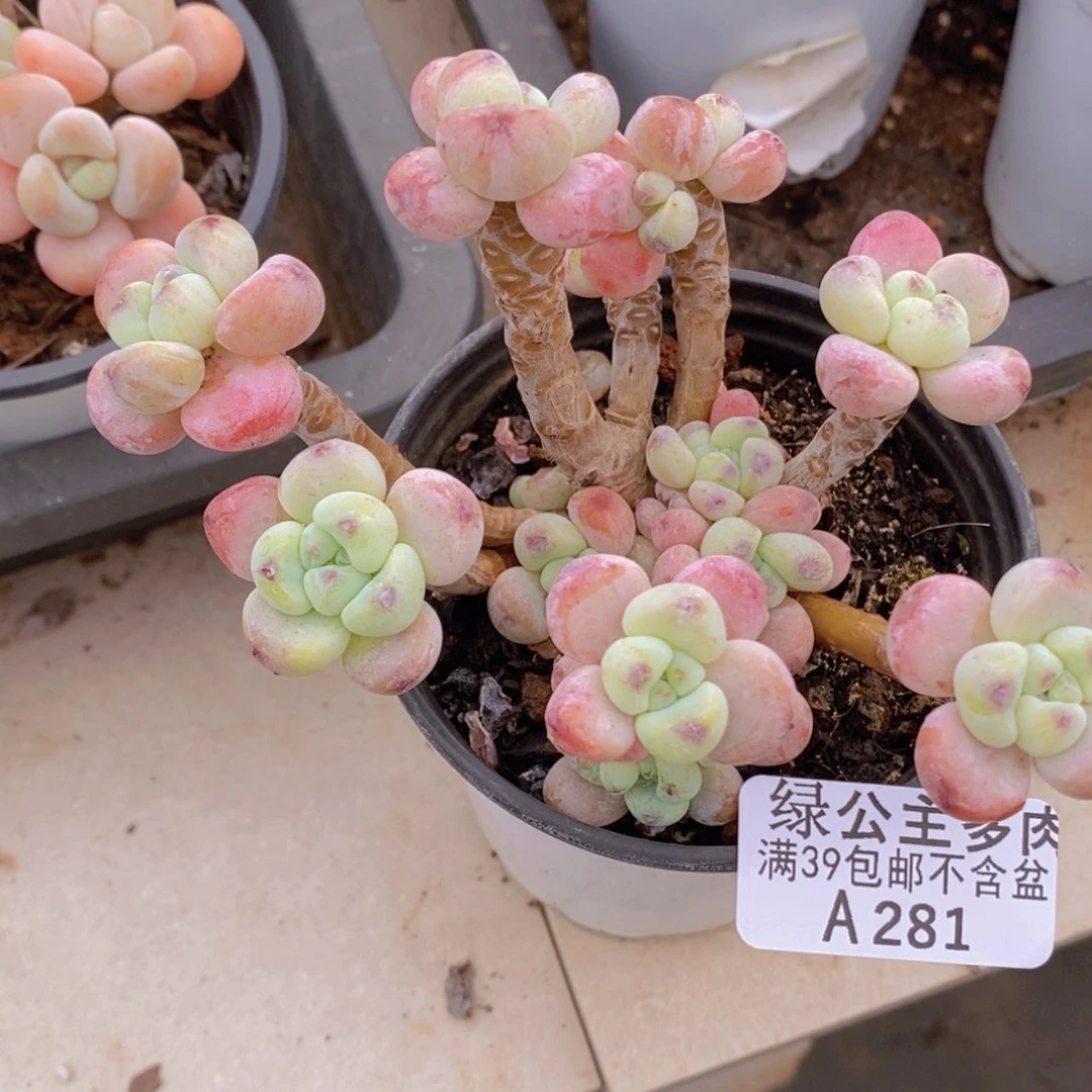 樱花罗琦老桩10cm281多肉植物