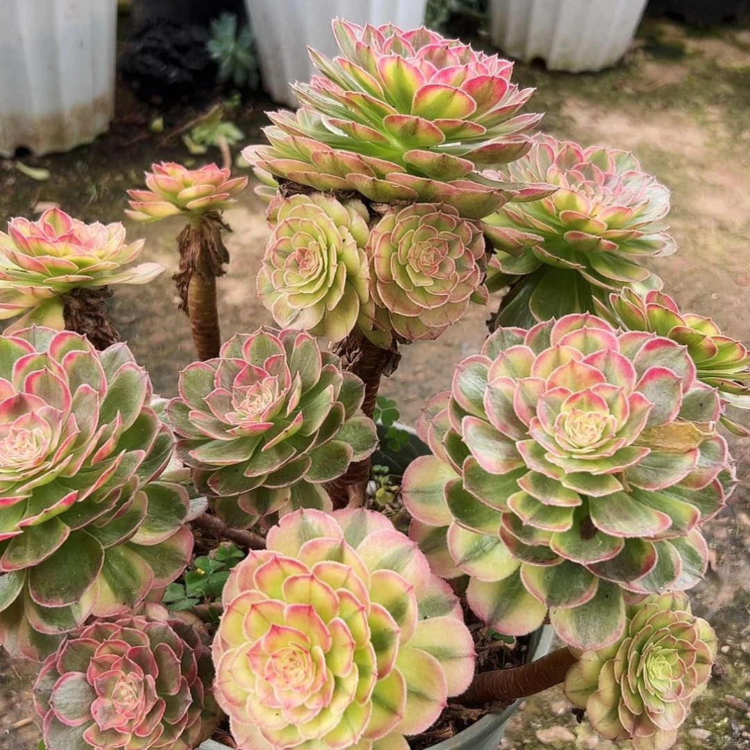 ****煜221多肉植物、海星
