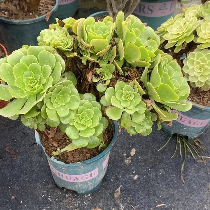 绿羊绒缀多肉植物042