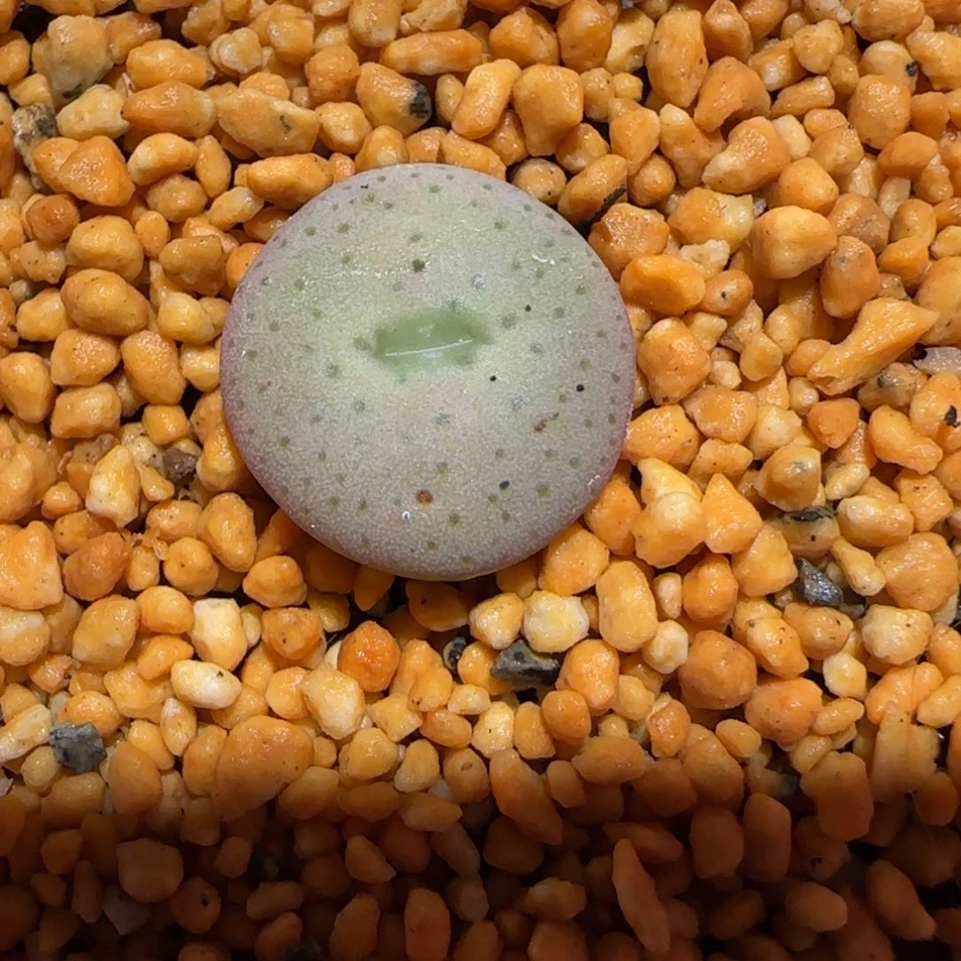 肉锥多肉植物百科-杂交大饼1251