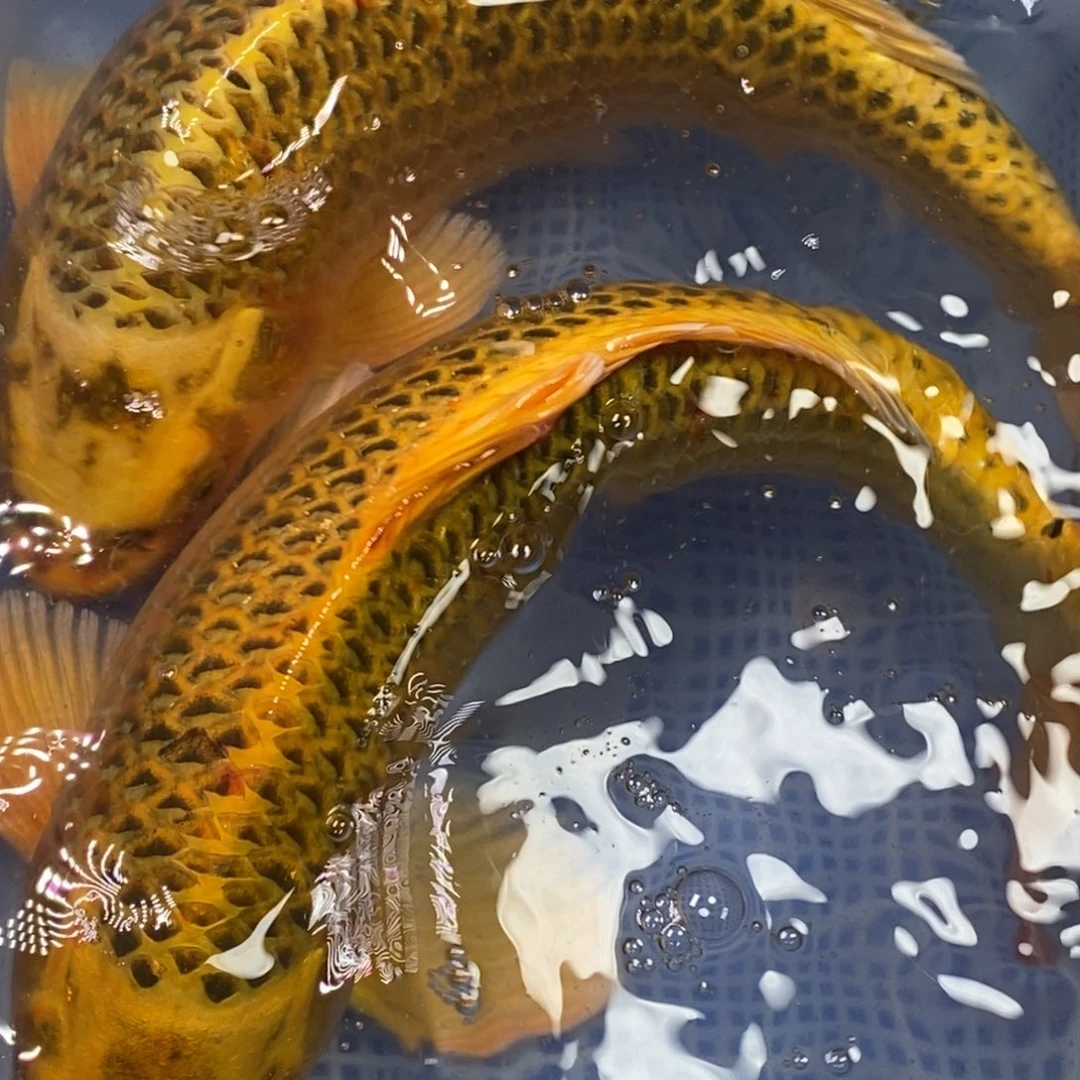 锦鲤锦鲤 开衩掉鳞属于正常现象介意别拍