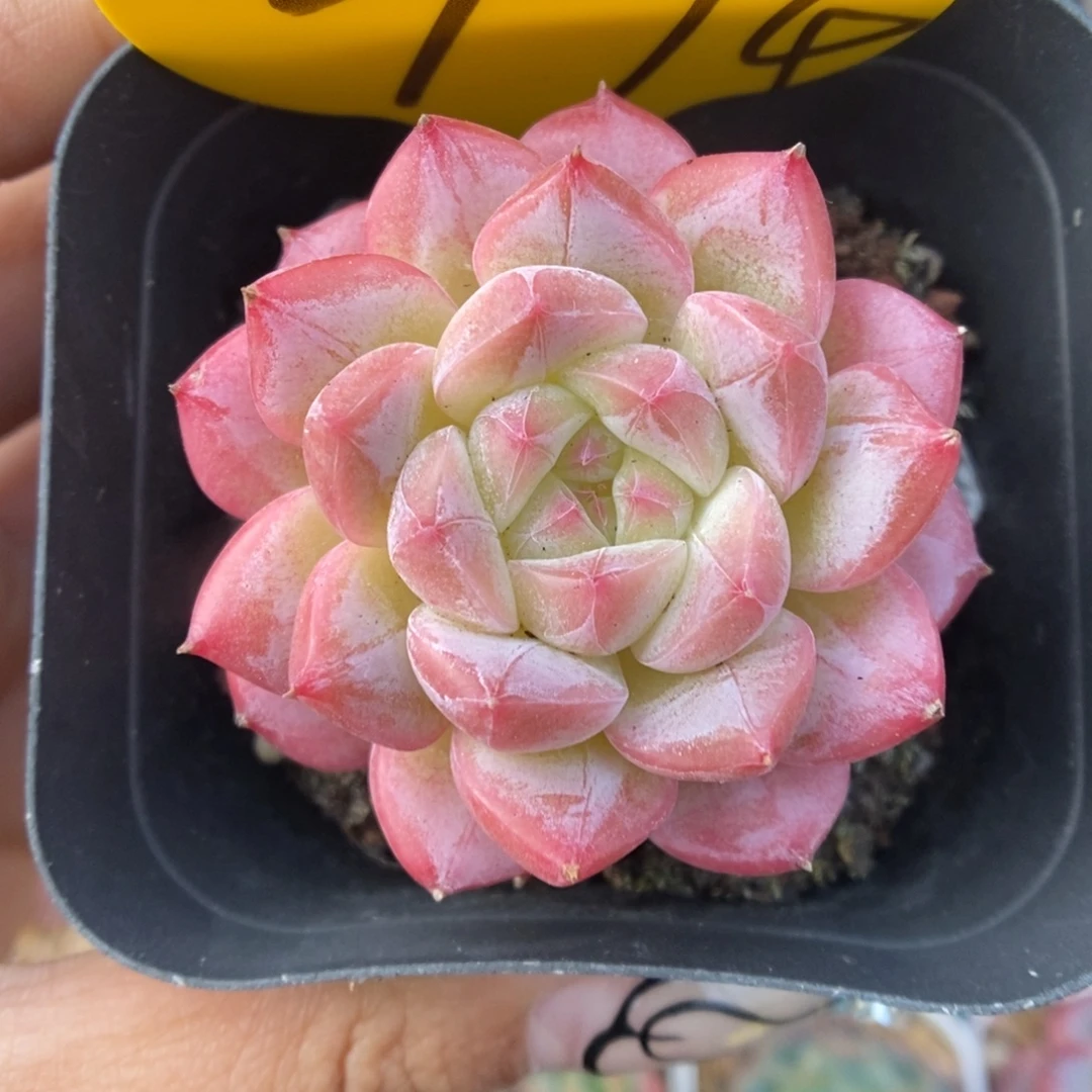 美心优选可拍974号。