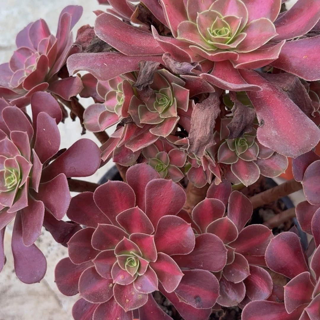 556多肉植物捧花的时候