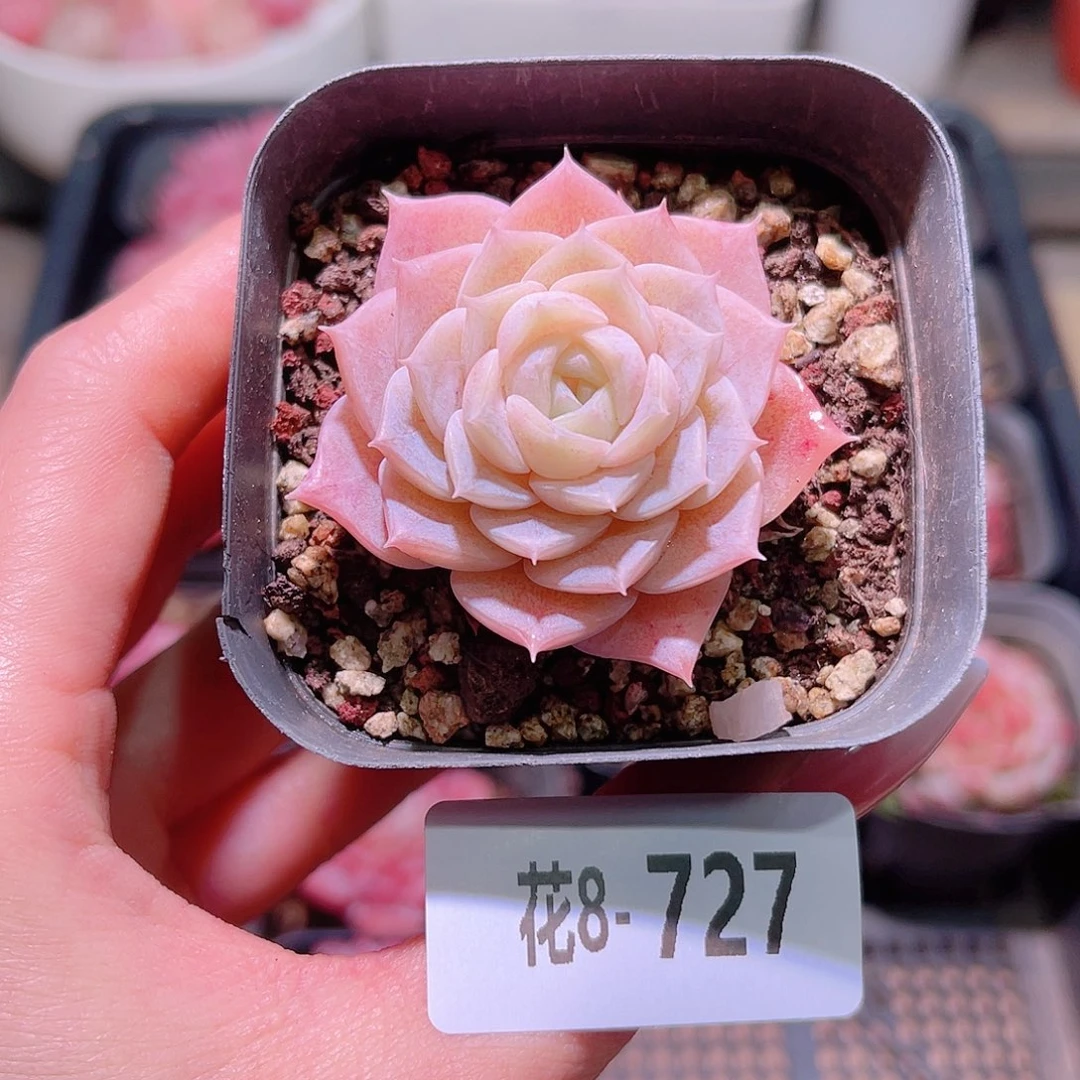 花利美8-727纯爱