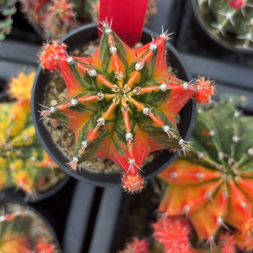 175-1022泰国发货多肉