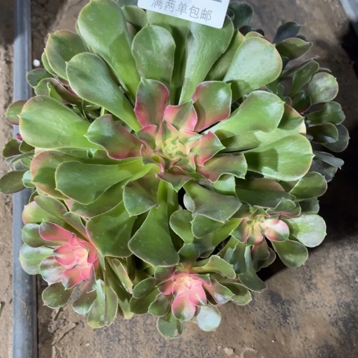 香妃的人多肉的人2712