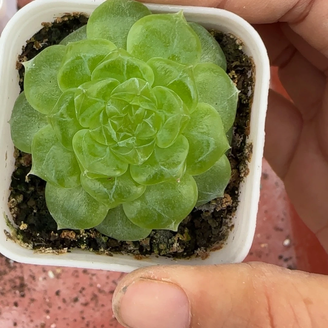 姗***姗泼天774 盆满20包邮