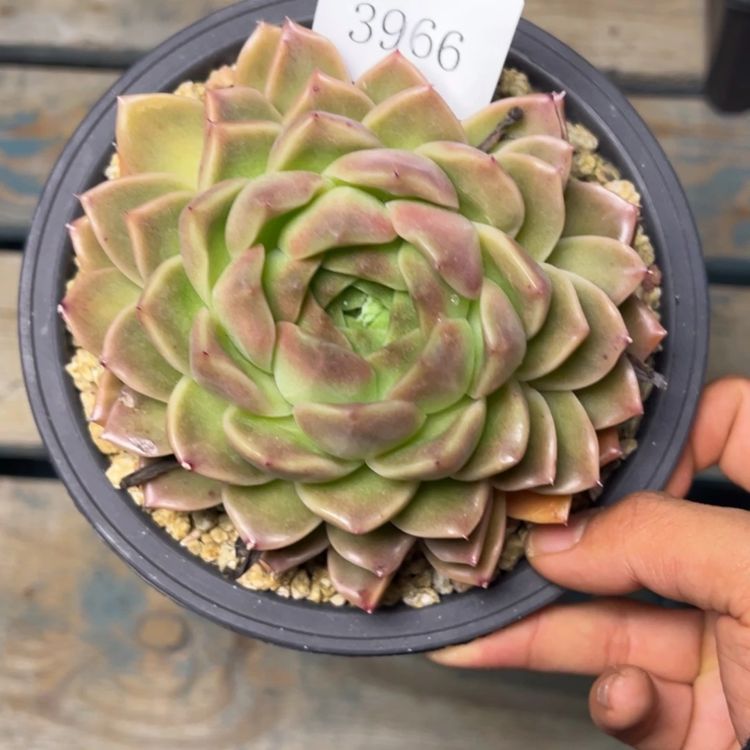 为**歌3966多肉多多方法