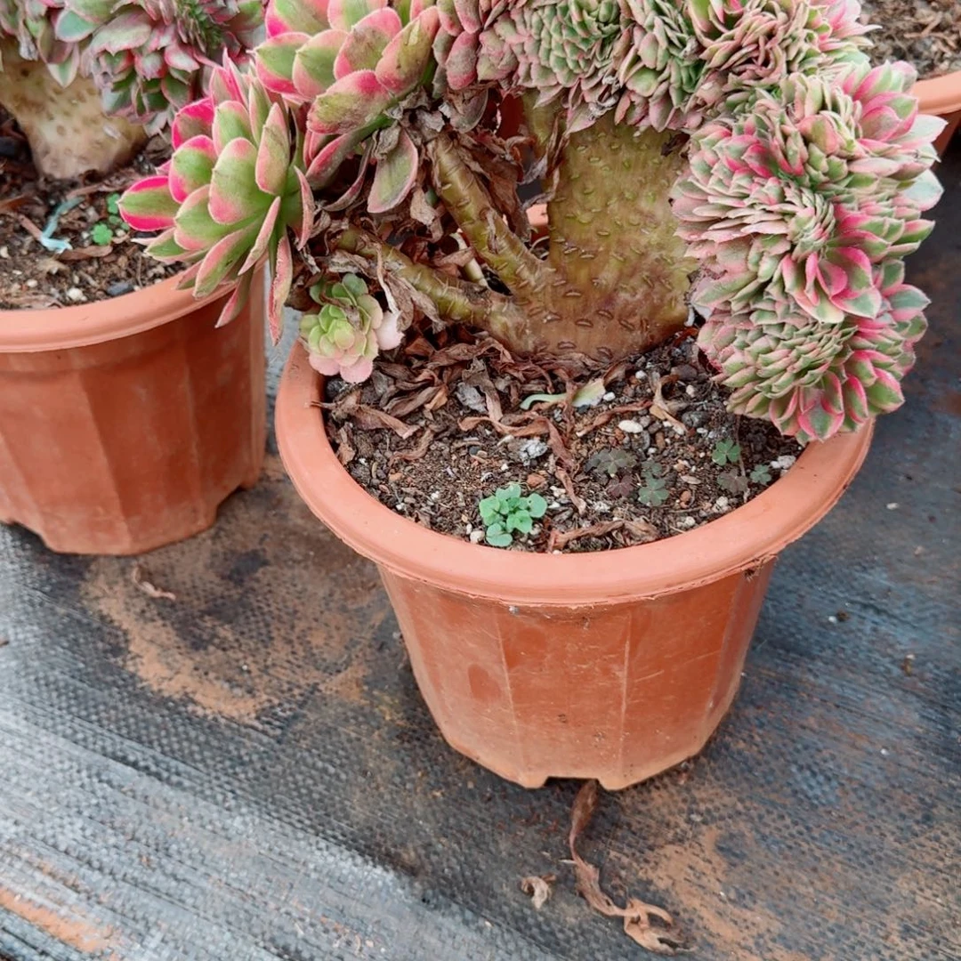 642荔枝缀化多肉植物满28包邮