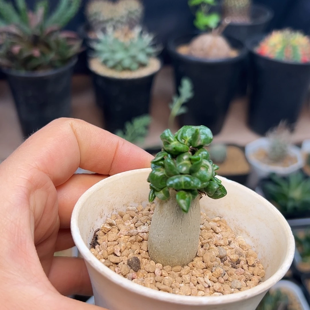 卡汉羊角沙漠玫瑰