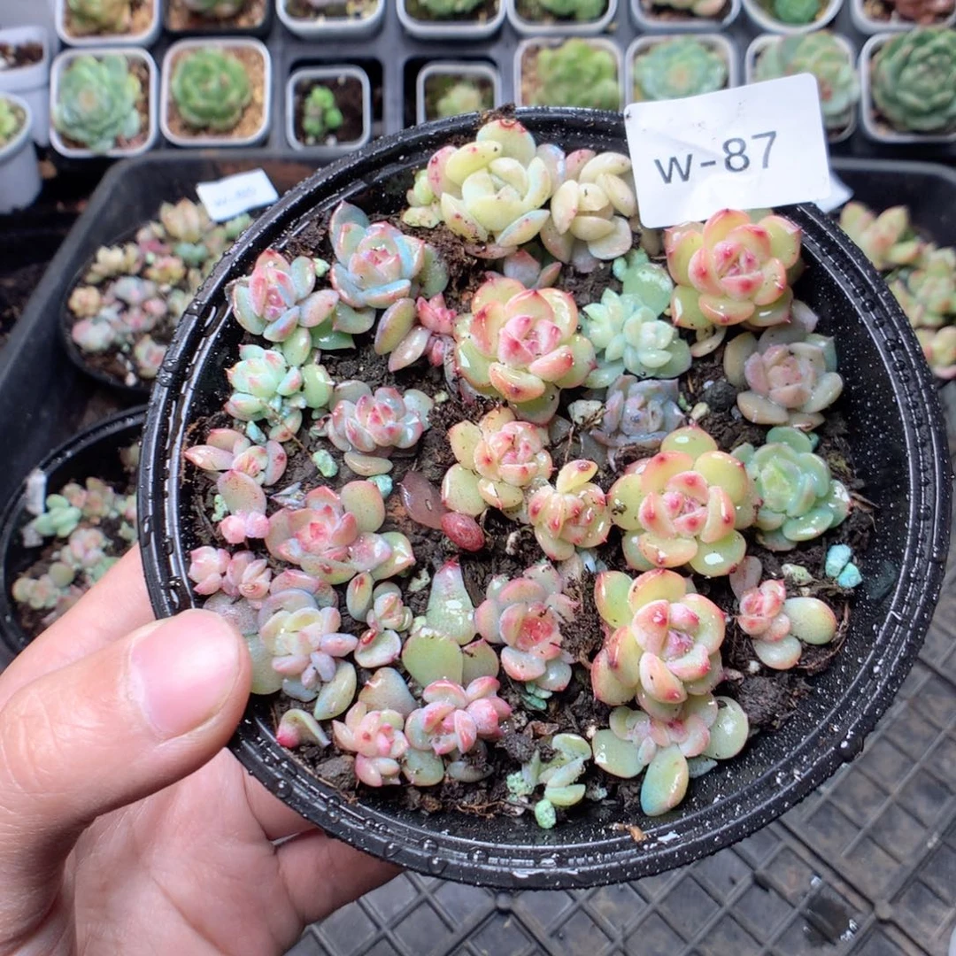 无花朵W87yyyyyyyyy