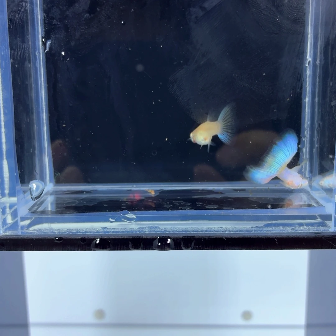 孔雀鱼新加蓝白子一对（36）