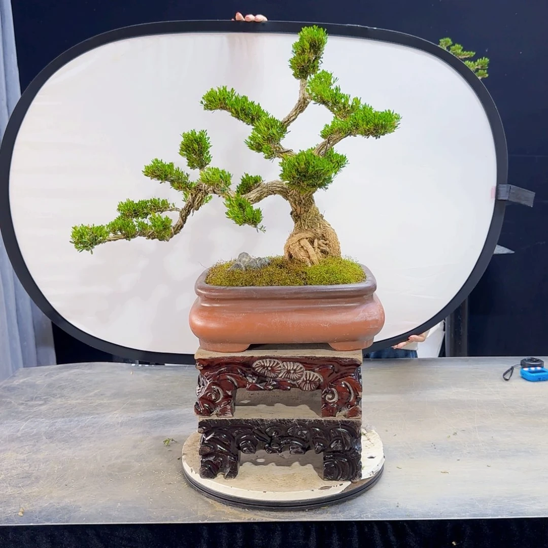 高端盆景艺术作品