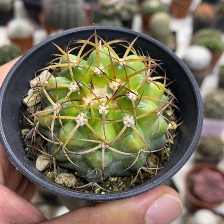 实生圆盘玉特价福利