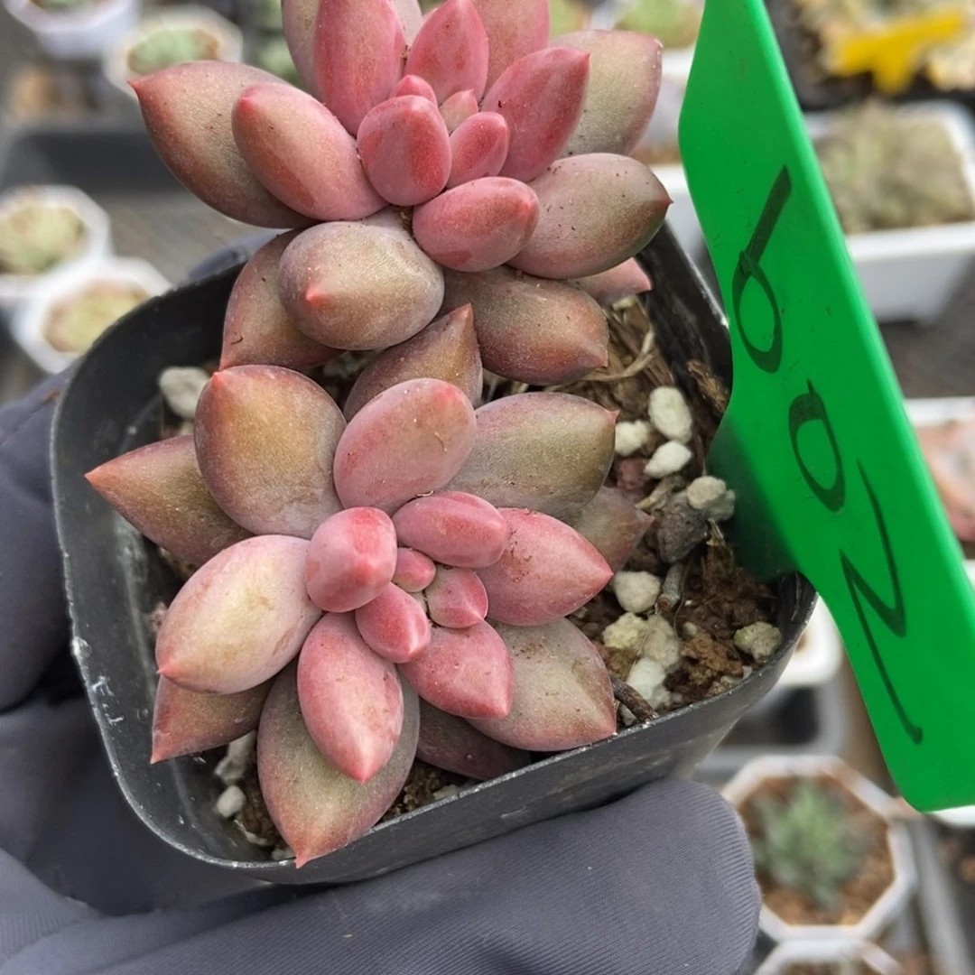 602美人福利多肉植物保护
