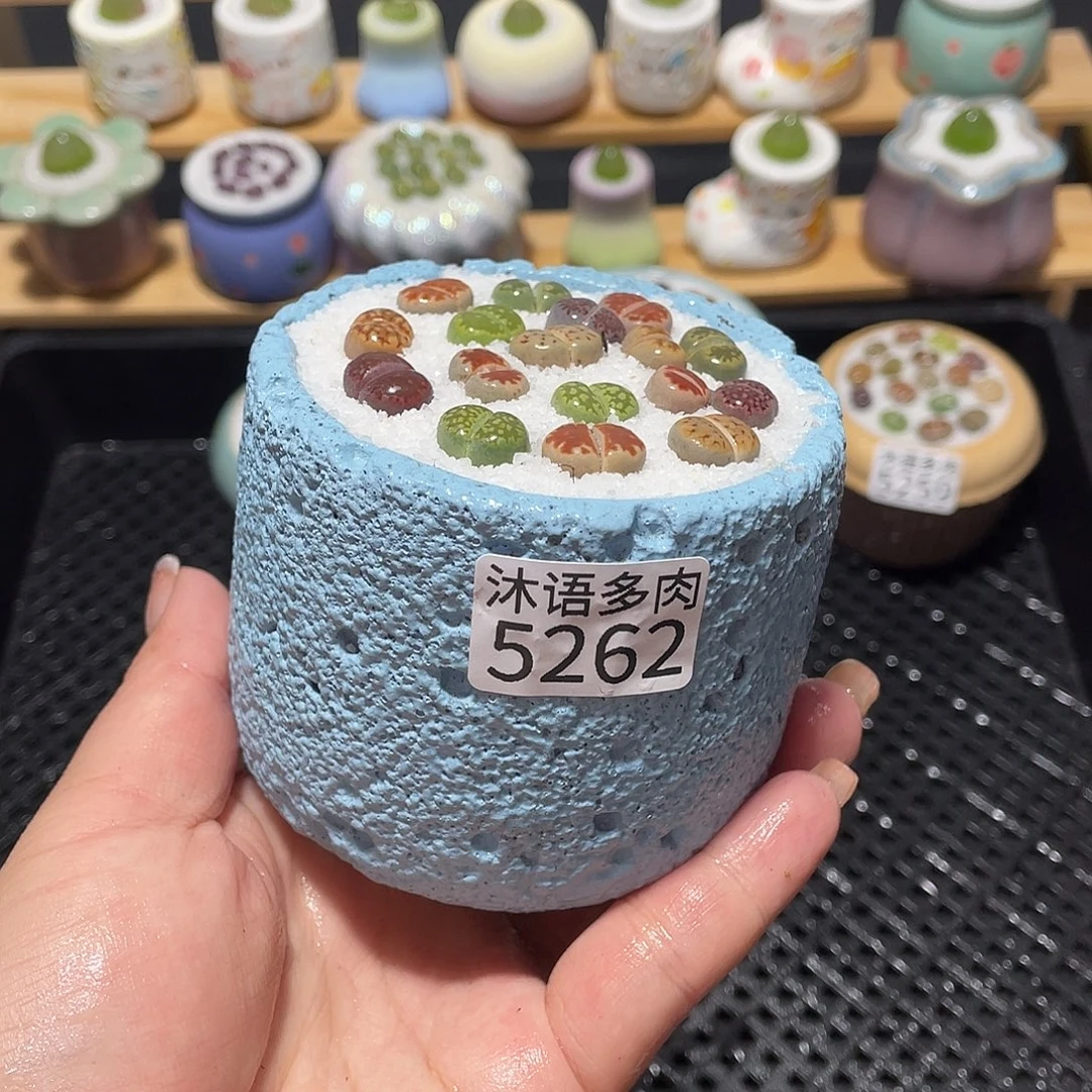 带盆土植物 一物一拍5262