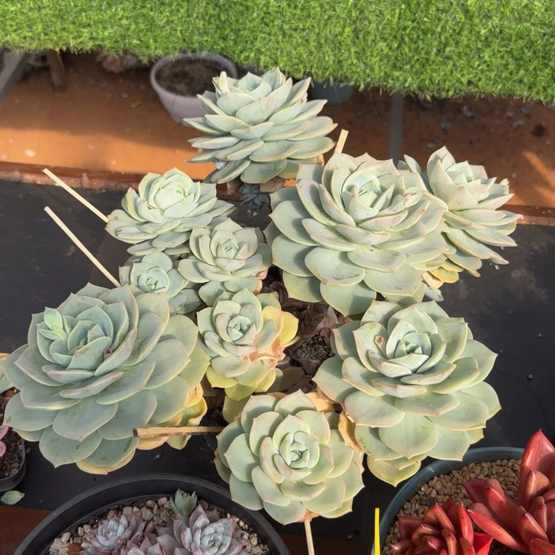 柚子茶杂交多肉植物0000000666