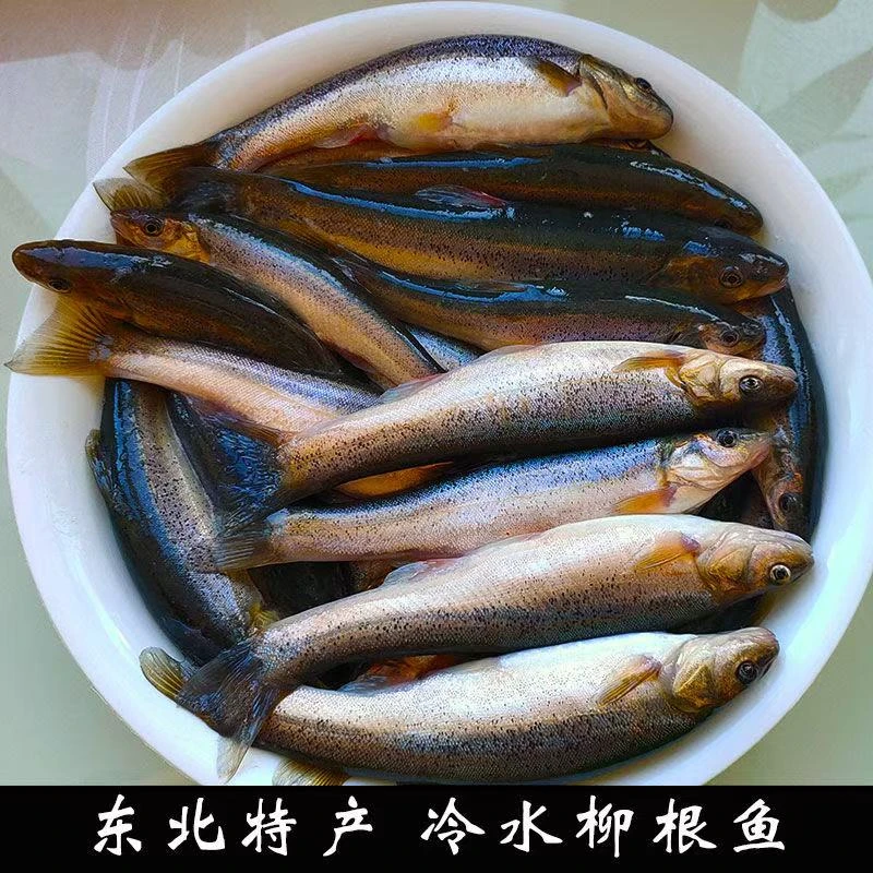东北冷水鱼柳根鱼淡水鱼买5斤送1斤到手6斤