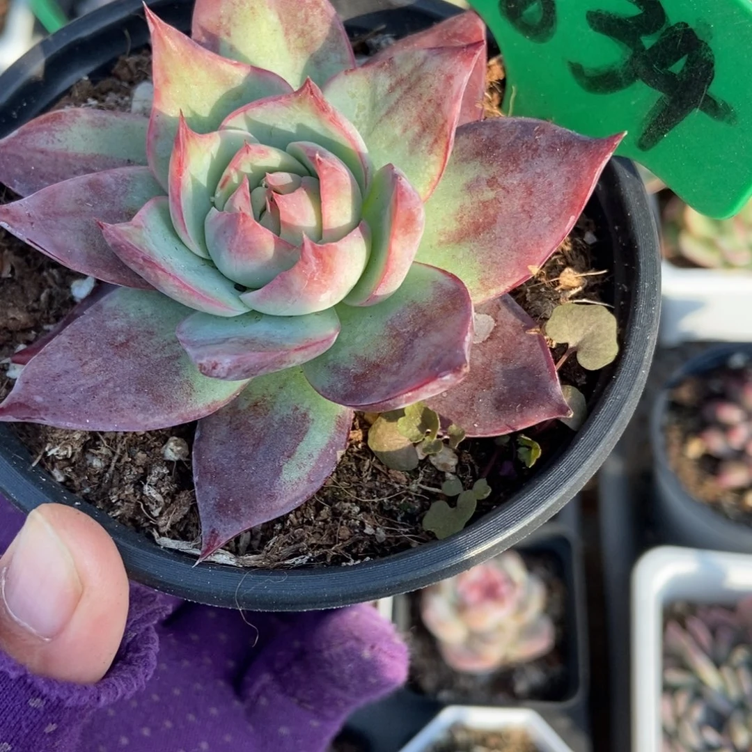 834惊鸿仙子多肉植物多肉